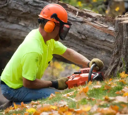 tree services Grayhawk